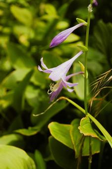 コバギボウシの紫色の花 1 コバギボウシの紫色の花 1 コバギボウシ,野草,自然の写真素材