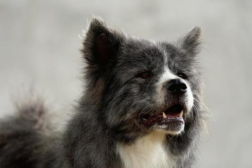 秋田犬のポートレート 犬,秋田犬,可愛い犬の写真素材