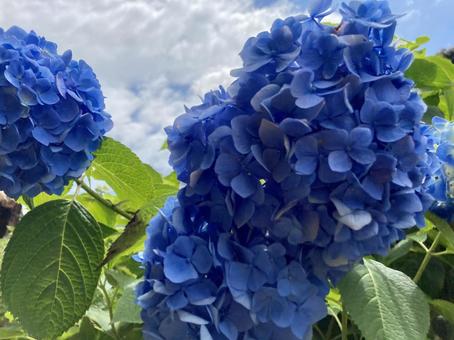 青い紫陽花6 青い紫陽花6の写真