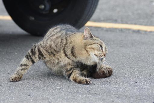 ねこ のらねこ,にゃんこ,可愛いの写真素材