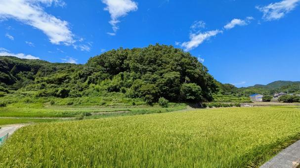 風になびく稲穂、豊かな大地 田園,風景,田舎の写真素材