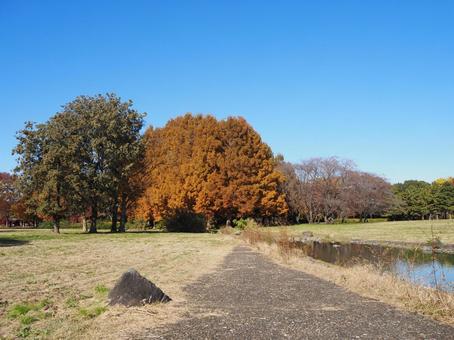 水元公園の紅葉・メタセコイア＆池・葛飾区 秋,水元公園,紅葉の写真素材