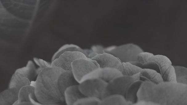 Photo, black and white, monochrome, grayscale, 