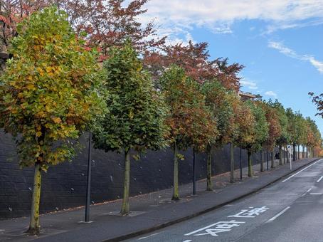 立冬過ぎの横浜市青葉区の雨上がりの朝 青葉区あざみ野,青空,白雲の写真素材