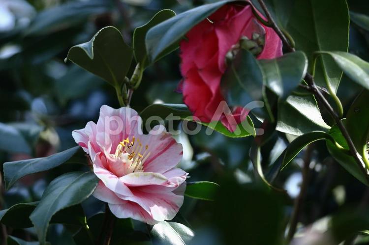 厳冬に凛と咲く 椿,花,ツバキ科の植物の写真素材