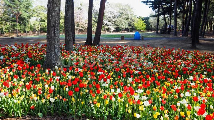 ひたち海浜公園・チューリップ＆松林・茨城 春,チューリップ,国営ひたち海浜公園の写真素材