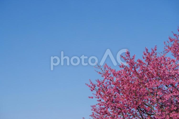 東京港区南青山2丁目の青空と満開の桜 散歩道,自然,散歩の写真素材
