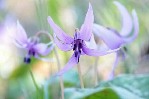 スプリングガーデン-682の写真