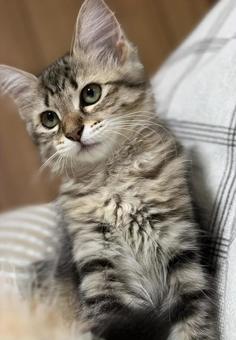 キジトラの子猫 キジトラの子猫 子猫,猫,ネコの写真素材