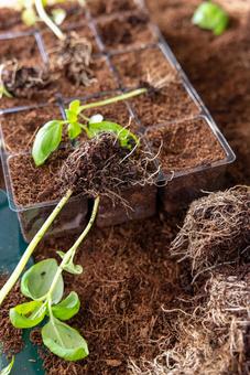 育苗トレイから抜いた苗 育苗トレイから抜いた苗 育苗トレイ,苗,芽の写真素材