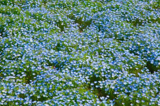 画面いっぱいのネモフィラ 画面いっぱいのネモフィラの写真