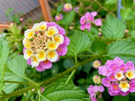 Photo, lantana, flower, seven changes, 
