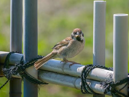 柵にとまるスズメ 柵にとまるスズメ スズメ,雀,鳥の写真素材