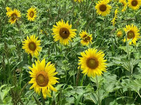 ひまわり 夏,風景,向日葵の写真素材