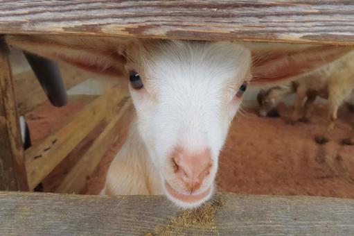 隙間から顔を出す仔ヤギ ヤギ,動物,山羊の写真素材