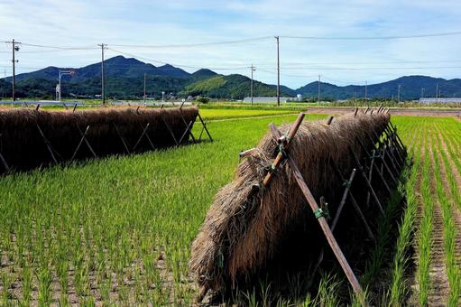 はざかけ はざかけ 風景,はざかけ,稲の写真素材