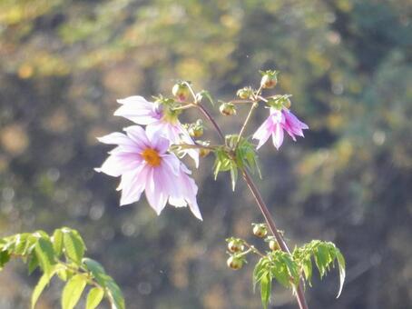 【花の写真】皇帝ダリア 皇帝ダリア,コウテイダリア,植物の写真素材