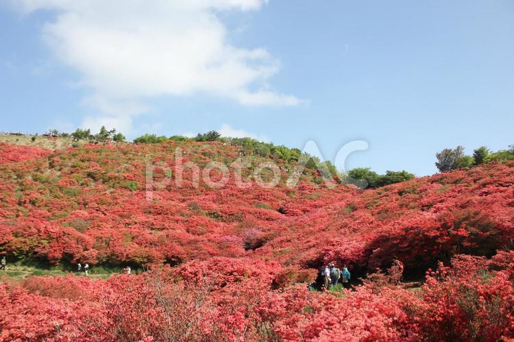山ツツジの絨毯１６ ツツジ,山ツツジ,花の写真素材