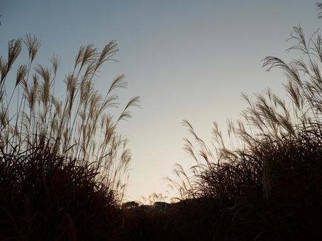 夕空とススキ 夕空とススキ ススキ,すすき,穂の写真素材
