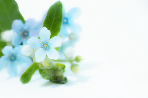 Photo, blue star, oxypetalum, blue, 