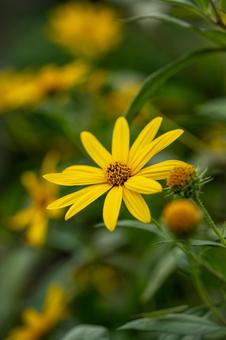 キクイモの写真