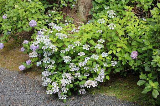 あじさい119 あじさい119 あじさい,アジサイ,紫陽花の写真素材