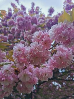 八重桜 八重桜の写真