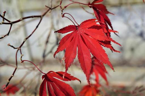 真っ赤なモミジの写真