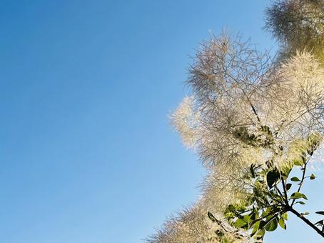 青空とふわふわ 空,ふわふわ,風景の写真素材