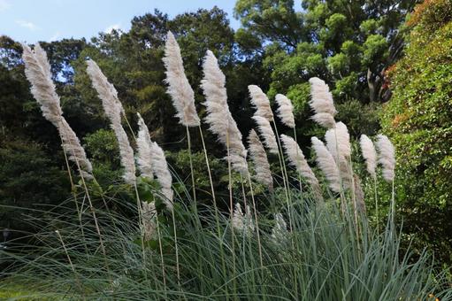 パンパスグラスの写真