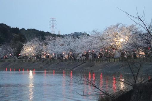 Photo, tachioka natural park, natural, cherry blossoms, 