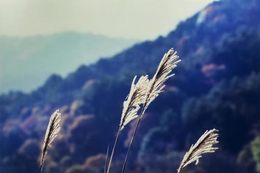 山間のススキ1 山間のススキ1の写真