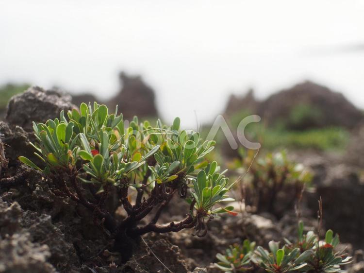 沖縄水納島の岩場の植物 植物,海岸,岩場の写真素材