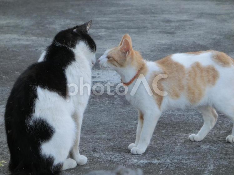 猫と猫のあいさつ キャト,ネコ,可愛い猫の写真素材