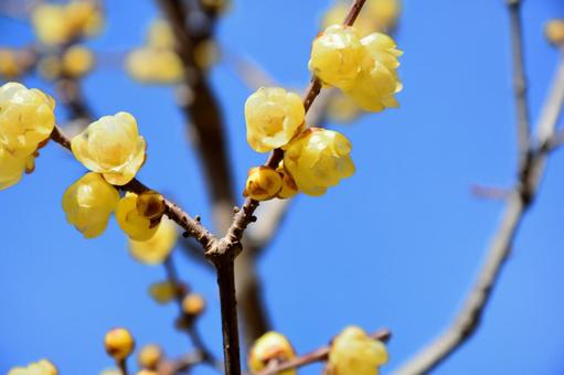 ロウバイの花と青空 ロウバイ,花,花木の写真素材