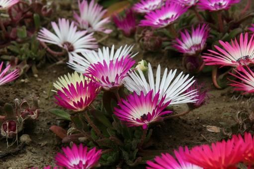 リビングストンデージー　咲く風景 草花,多肉植物,花色豊富の写真素材