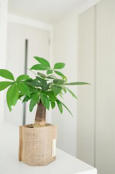 観葉植物のある部屋 観葉植物,グリーン,植物の写真素材