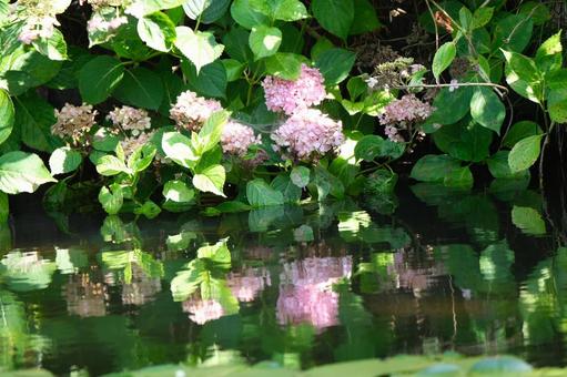 紫陽花 紫陽花 紫陽花,水辺,池の写真素材