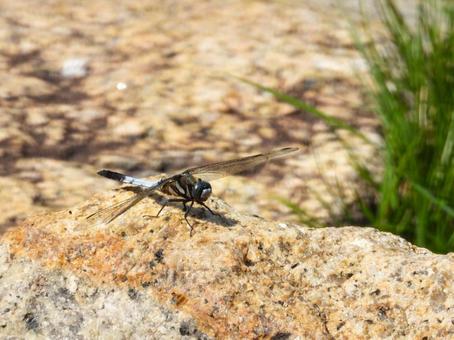 岩場に降りたシオカラトンボ シオカラトンボ,昆虫,生物の写真素材