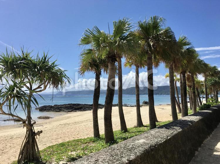 ヤシの木と奄美大島の晴れた海 奄美大島,島,離島の写真素材