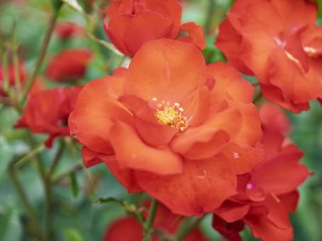 Rose flower in full bloom, JPG
