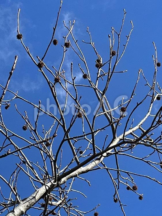 青空に木の実 春待ち,モミジバフウ,冬の写真素材