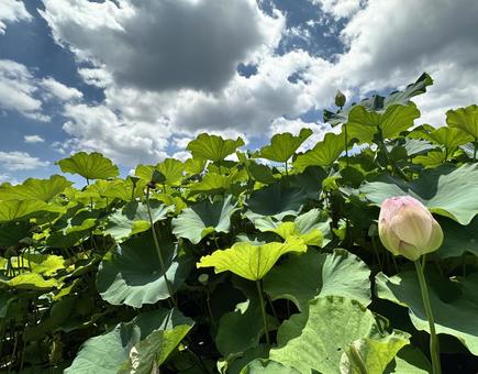 蓮のつぼみと青々とした葉っぱと快晴の夏空 蓮のつぼみと青々とした葉っぱと快晴の夏空の写真