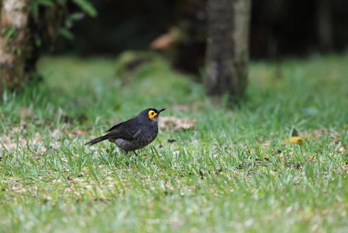 キホオミツスイの写真