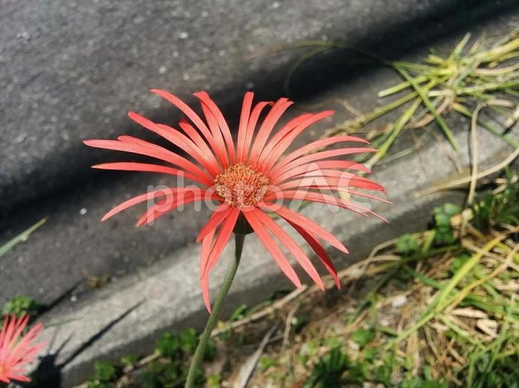 花　アフリカセンボンヤリ 　オオセンボンヤリ　大千本槍　ガーベラ　ハナグルマ　神秘　光に満ちている　冒険心　忍耐 アフリカセンボンヤリ,オオセンボンヤリ,大千本槍の写真素材