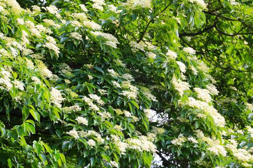ミズキの花1(横浜市内にて) ミズキの花1(横浜市内にて)の写真