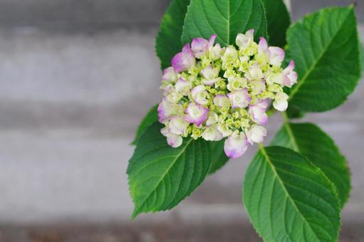 紫陽花1 紫陽花1の写真
