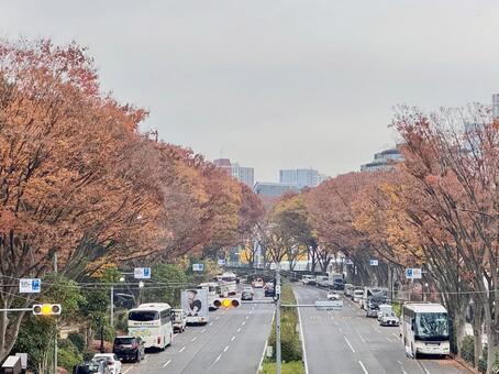 秋の代々木公園通り 代々木公園,秋,紅葉の写真素材
