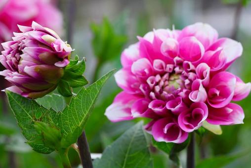 Photo, dahlia, flower, plant, 