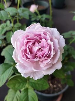 ベランダのバラ・リラ ベランダのバラ・リラ バラ,薔薇,リラの写真素材